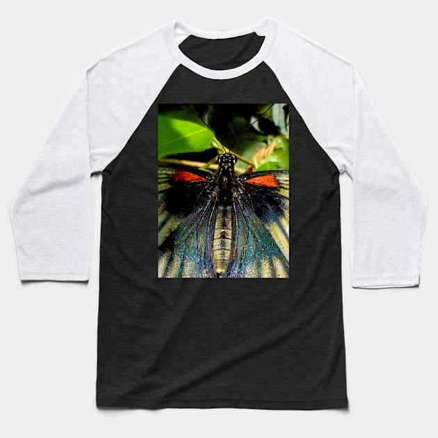 The Great Mormon Butterfly Baseball T-Shirt by PictureNZ